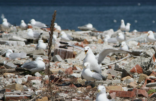 Seagulls