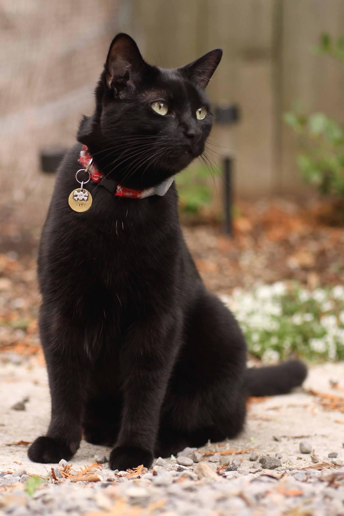 Bits the Cat - Lightweight Signature Tee