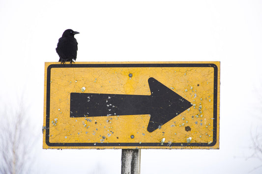 Picture of a yellow road sign with a right pointing arrow and a black crow perched on top against a white sky